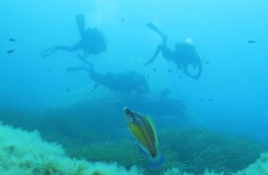 snorkel-malta-tuviajedegrupo